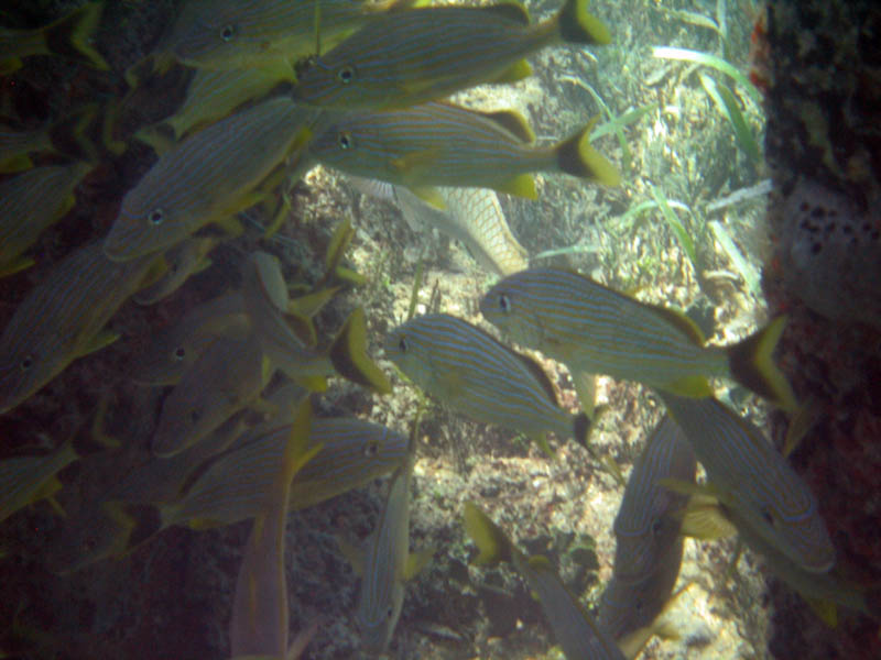 Under water picture 12047