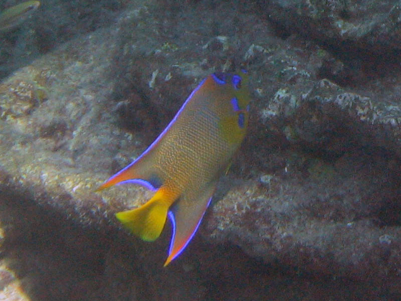 Enlarged queen angelfish from the previous picture