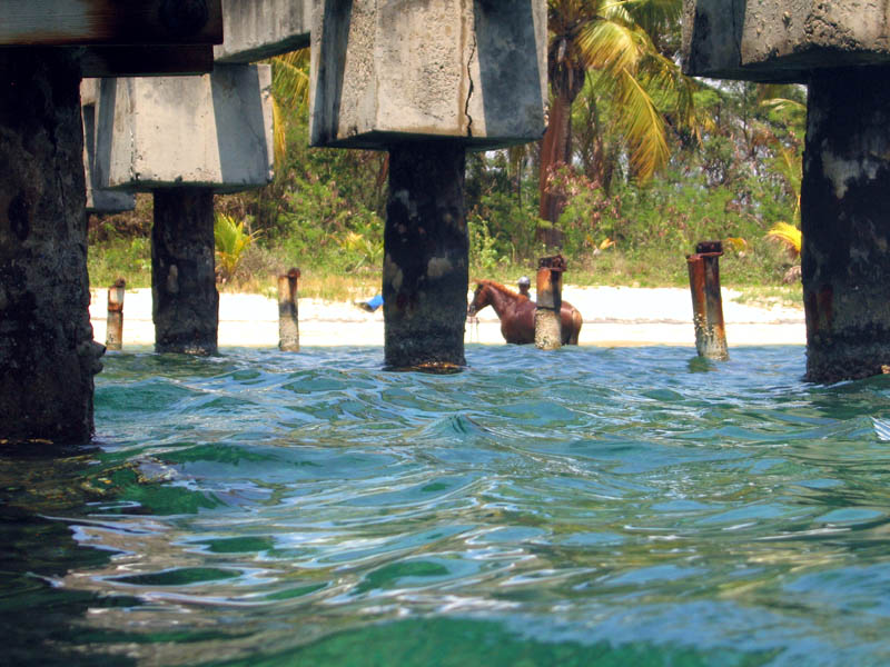 On the shore, local boy's bathing his horse