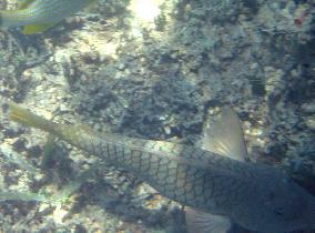 Big fish, but didn't fit into my picture (April 2007) Big fish, but didn't fit into my picture (April 2007)