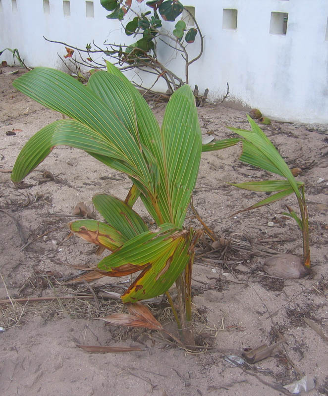 Young coconut palms