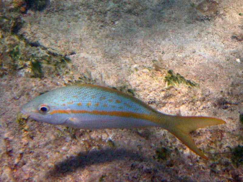 Yellowtail Snapper