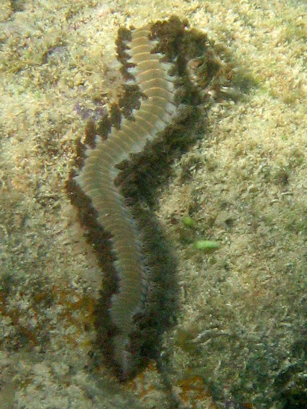 Big seaworm at La Chata (April 2007)