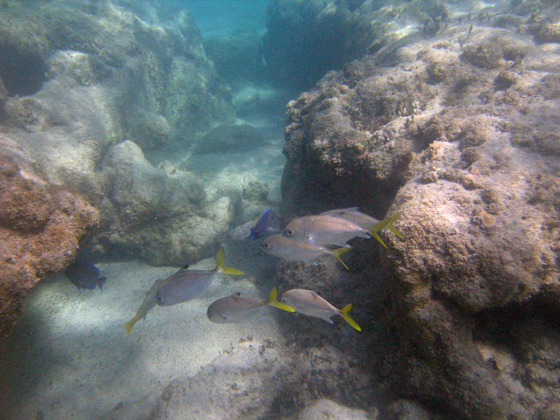 Under water picture 11819