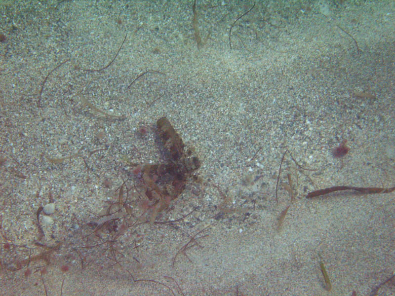 What we found under the sea surface picture 12064