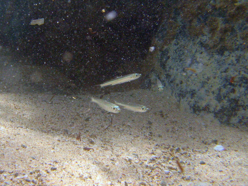 Tiny little fish in a shalow water moving with a quiet surf