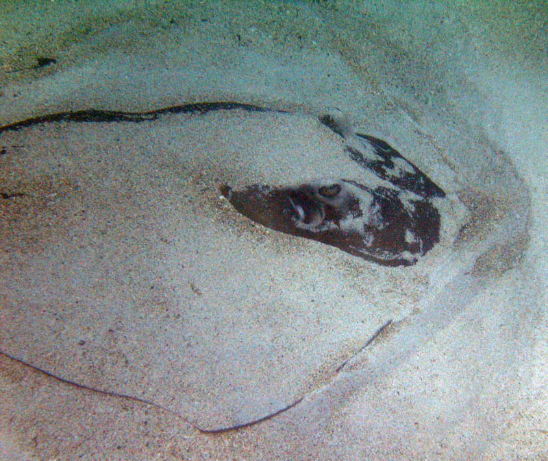 Stingray picture 12063