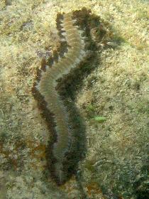 Big marine worm (April 2007) Big marine worm (April 2007)