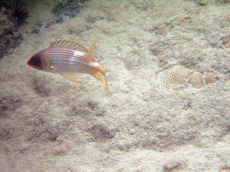 Excited fish protecting its place