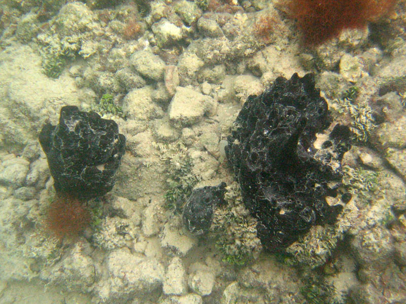 Black sponges