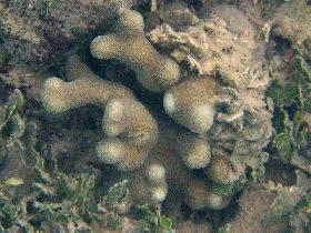 Finger coral (April 2007) Finger coral (April 2007)
