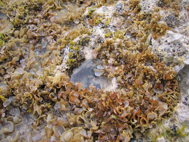 Walking the reefs picture 11877