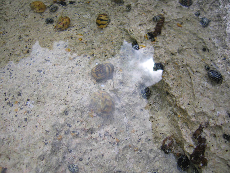 Walking the reefs picture 11879