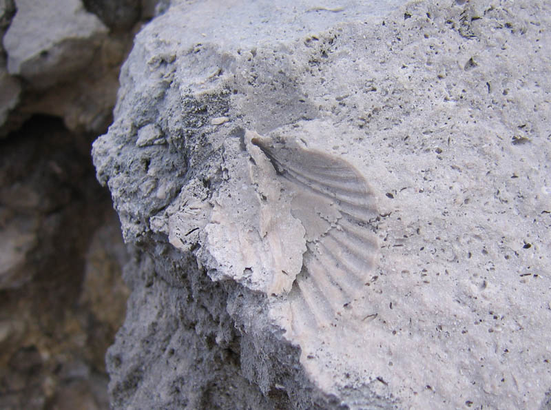 A print of petrified shell