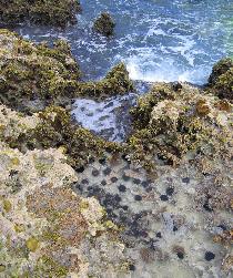 Sea urchins in ponds on reefs. Every now and then, a bigger wave sprays them with salty water. (April 2007) Sea urchins in ponds on reefs. Every now and then, a bigger wave sprays them with salty water. (April 2007)