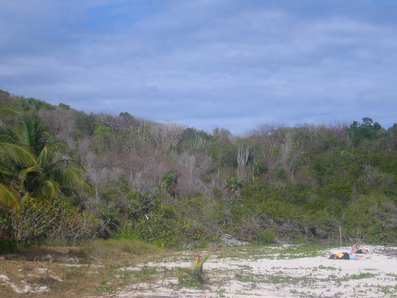 Dry forest next to the beach