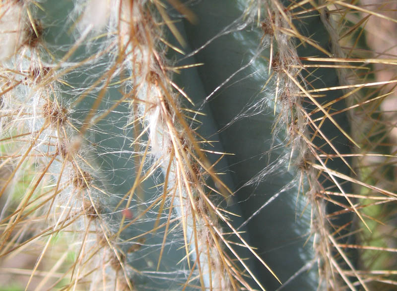 Nice cactus (April 2007)