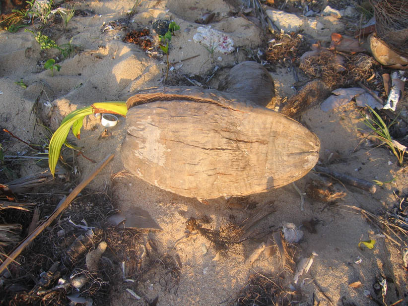 Sprouting coconut