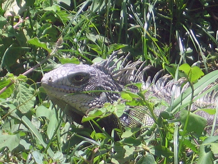 An iguana came to take a close look at us (April 2007)