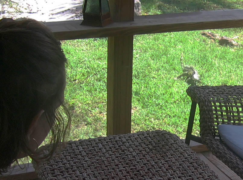 A big iguana coming close to our patio