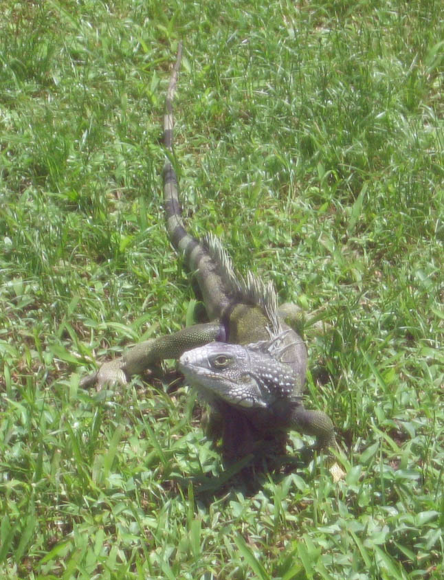 Nice male iguana