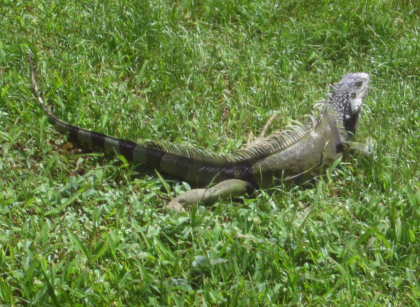 Iguanas and other lizards picture 11768