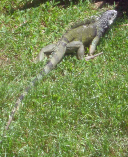 Iguanas and other lizards picture 11769