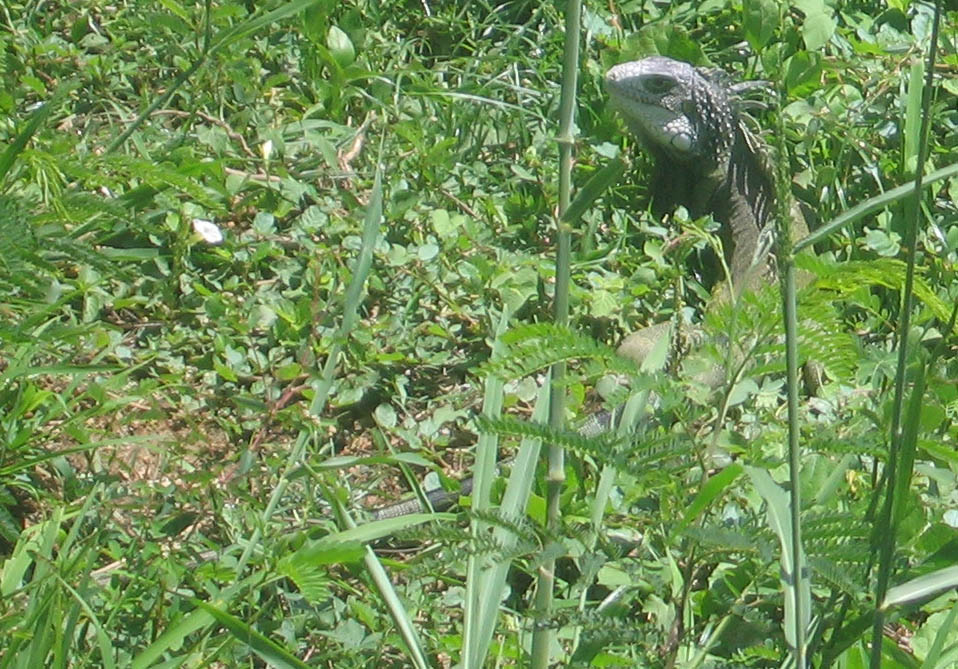 Iguanas and other lizards picture 11770