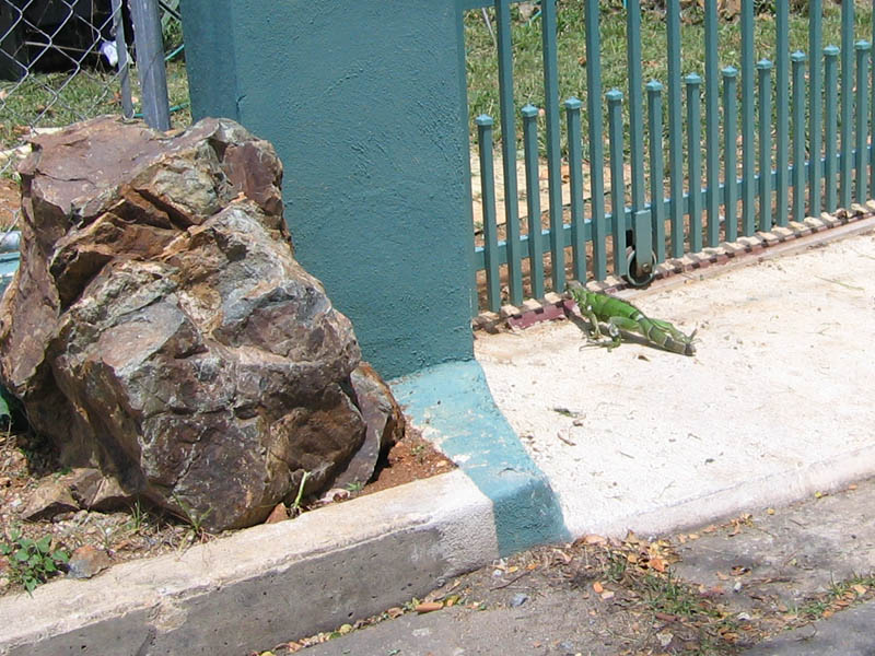 This lizard had an accident - it lost the tail. The green guy seemed to be in a bad condition.