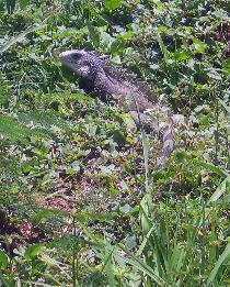 Iguanas have amazingly long tails (April 2007) Iguanas have amazingly long tails (April 2007)