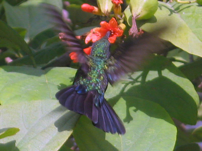 Anthracothorax viridis - kolibrík endemický na portorickom súostroví (Apríl 2007)