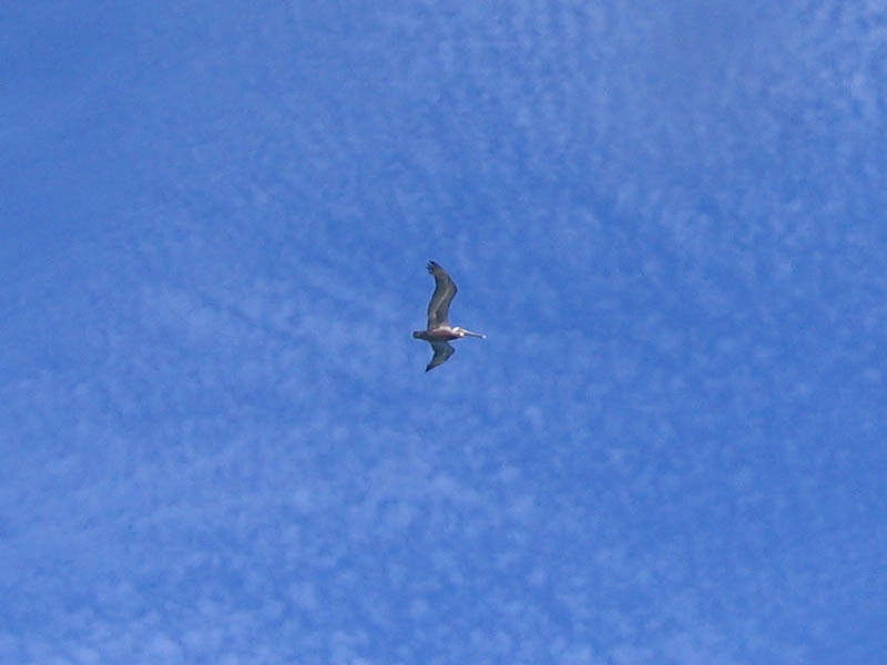 Beautiful pelican flying over Navio Beach