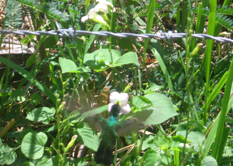 This is the first hummingbird photographed during this vacation. It's size shows up when compared to the barbed wire.