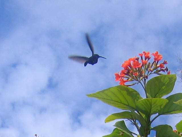 Hummingbird in front of  pizzeria in Isabel Segunda