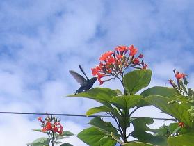 Hummingbirds and other birds (April 2007) Hummingbirds and other birds (April 2007)