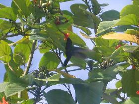 Hummingbirds and other birds (April 2007) Hummingbirds and other birds (April 2007)