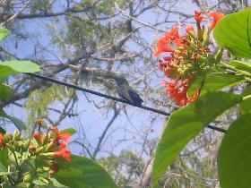 Sitting hummingbird - you don't see this every day (April 2007) Sitting hummingbird - you don't see this every day (April 2007)