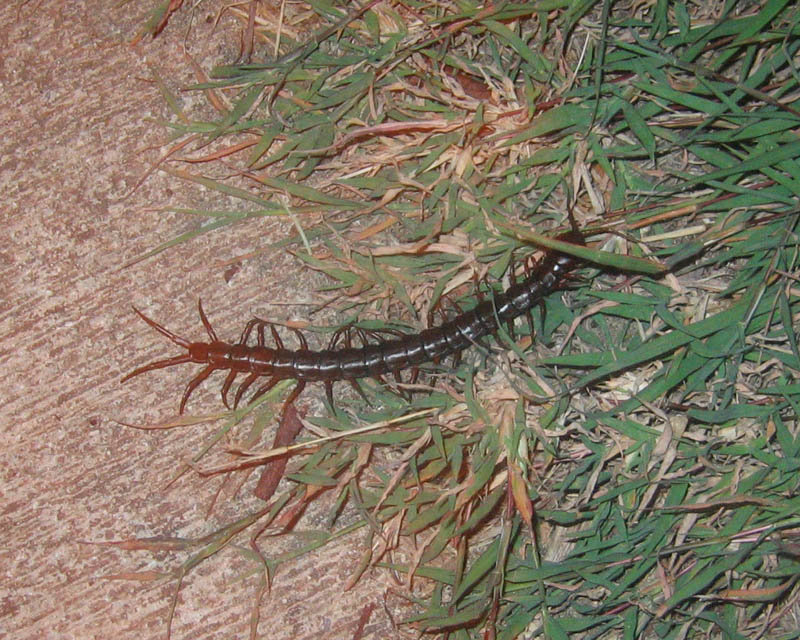 A 'smaller' centipede