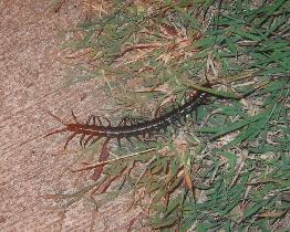 A 'smaller' centipede (August 2007) A 'smaller' centipede (August 2007)