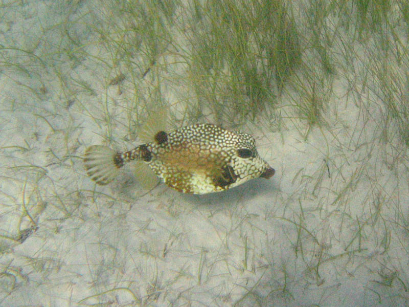 Smooth trunkfish - Lactophrys triqueter (July 2007)