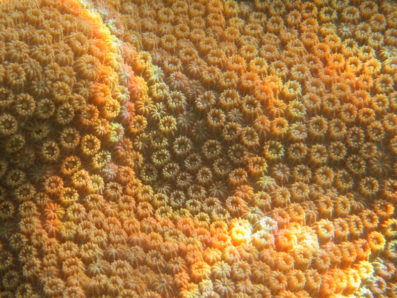 Close look at coral. Nicely visible are the individual polyps. Some have mouth wide open, some are closed. (July 2007)