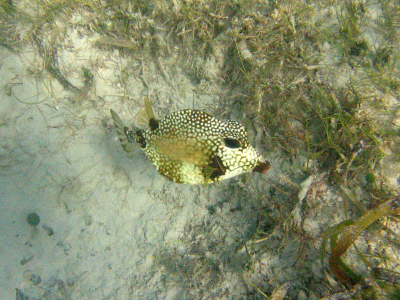 Smooth trunkfish