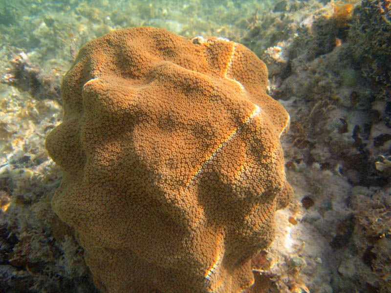 Boulder Star Coral