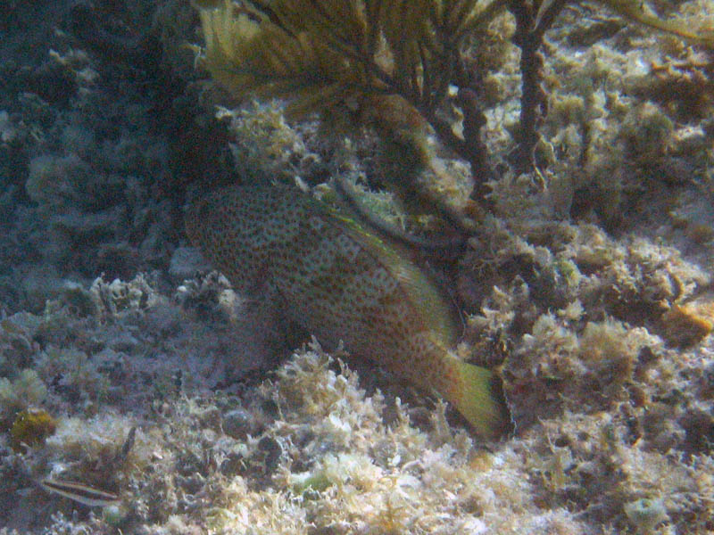 We had the same groupers for a dinner the other day