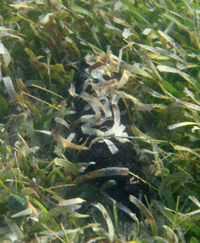 I got scared by this big sea cucumber in a shallow water (less then 2 feet deep).