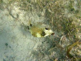 Smooth trunkfish (July 2007) Smooth trunkfish (July 2007)