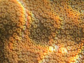 The same coral. Nicely visible are the individual polyps. Some have mouth wide open, some are closed. (July 2007) The same coral. Nicely visible are the individual polyps. Some have mouth wide open, some are closed. (July 2007)