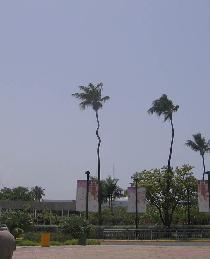 I am wondering, what do they use to moisture that palm? (August 2007) I am wondering, what do they use to moisture that palm? (August 2007)