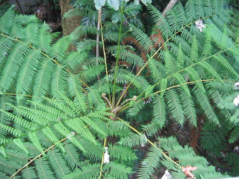 El Yunque the rainforest picture 13854