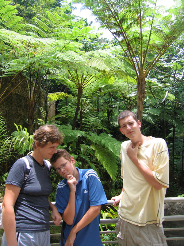 El Yunque - ferns are realy bigger here...